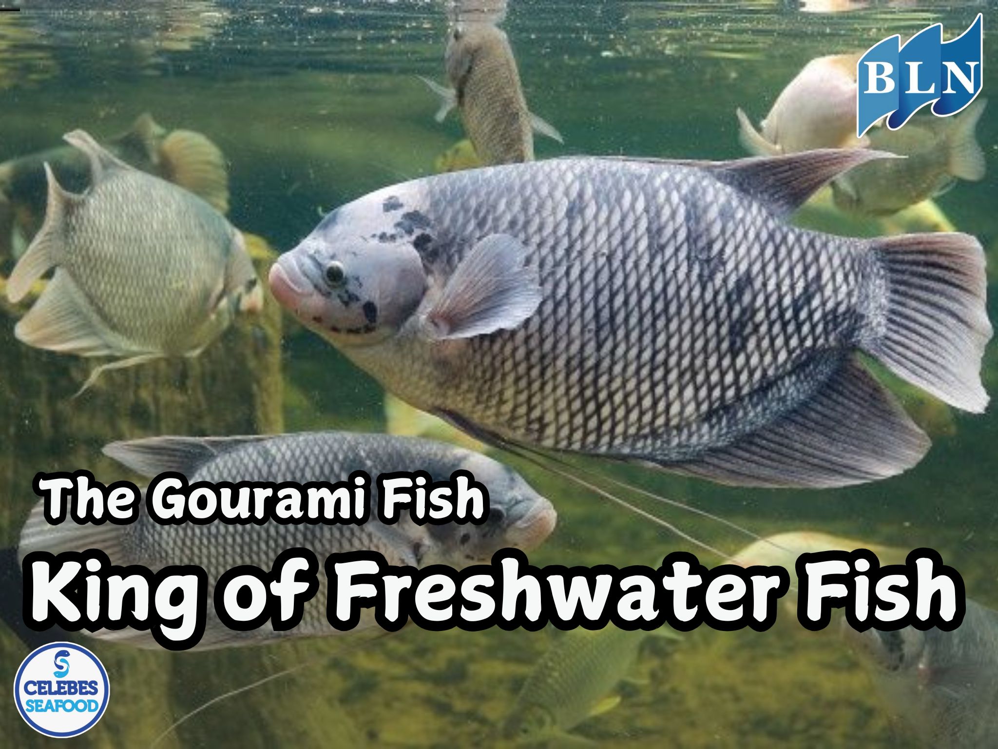 The Gourami Fish: King of Freshwater Fish